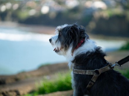 dog overlooking the la jolla beach, best free things to do in San Diego, Living in San Diego real estate (11)