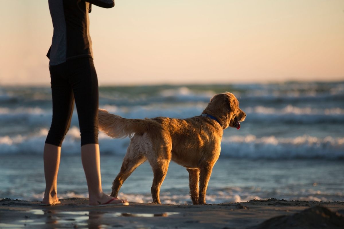 dog at beach, best beaches in San Diego